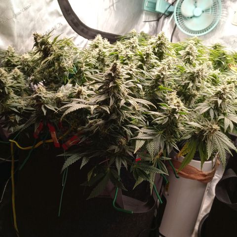 King tut 1 an 2 growlog timeline photo