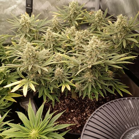 King tut 1 an 2 growlog timeline photo