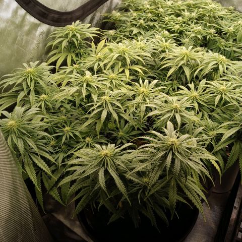 White widow. Fr. seedsman growlog timeline photo