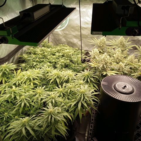 White widow. Fr. seedsman growlog timeline photo
