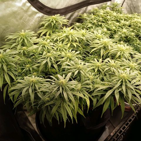 White widow. Fr. seedsman growlog timeline photo