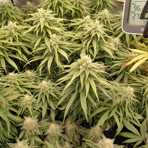 White widow. Fr. seedsman growlog timeline photo