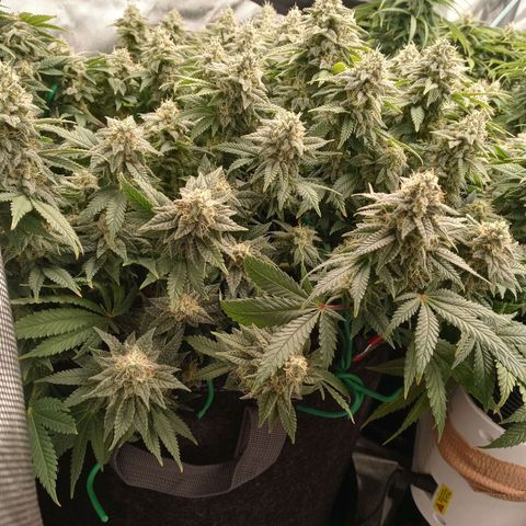 White O.G. growlog timeline photo