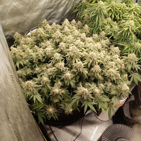 White O.G. growlog timeline photo