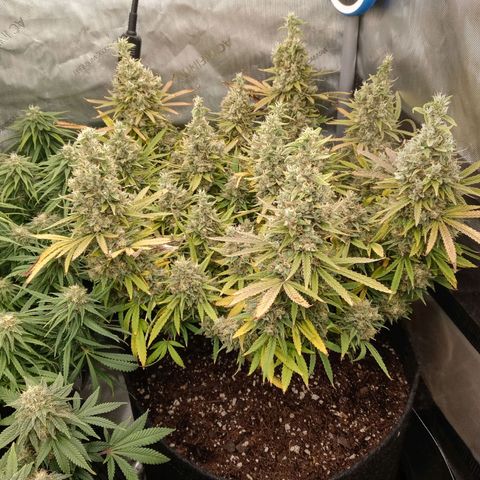 King tut 1 an 2 growlog timeline photo