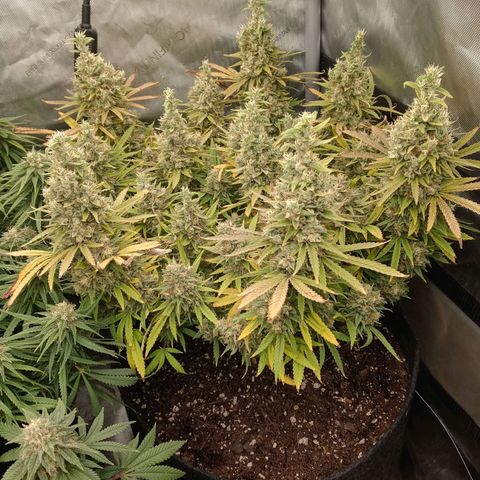 King tut 1 an 2 growlog timeline photo