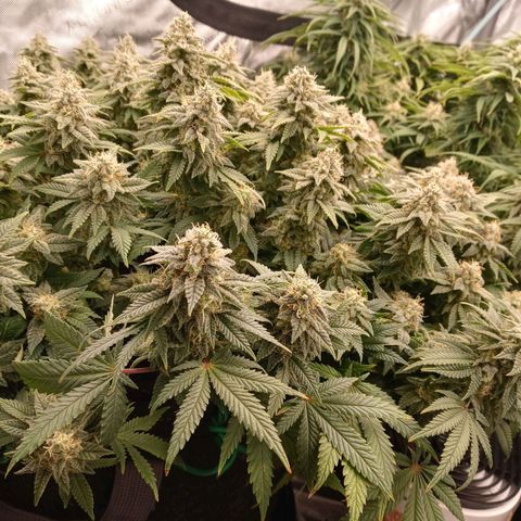 White O.G. growlog timeline photo