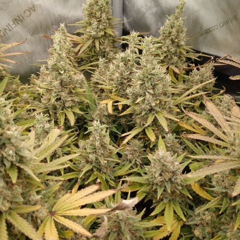 King tut 1 an 2 growlog timeline photo