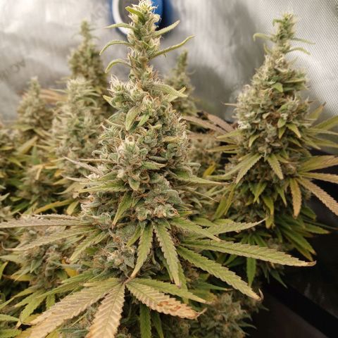 King tut 1 an 2 growlog timeline photo
