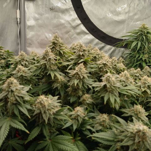White O.G. growlog timeline photo
