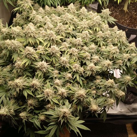 White O.G. growlog timeline photo
