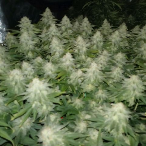 White O.G. growlog timeline photo