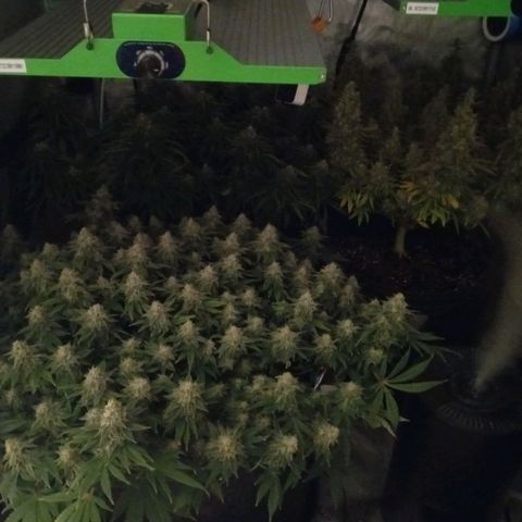 White O.G. growlog timeline photo