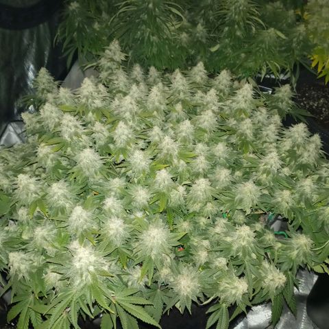 White O.G. growlog timeline photo