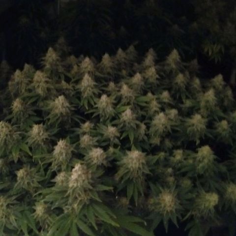 White O.G. growlog timeline photo