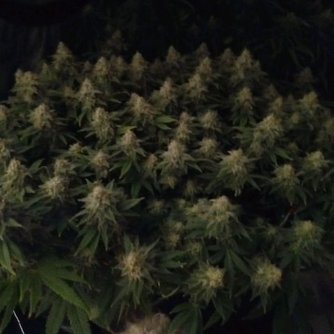 White O.G. growlog timeline photo