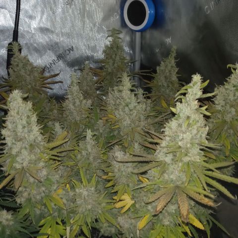 King tut 1 an 2 growlog timeline photo