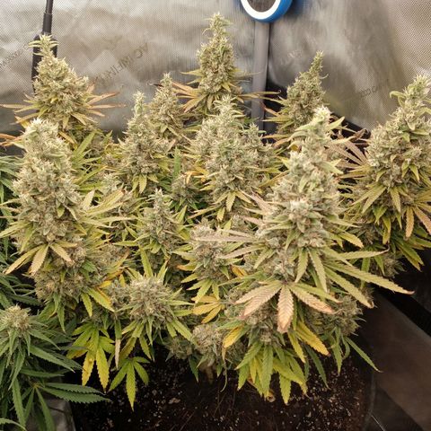 King tut 1 an 2 growlog timeline photo