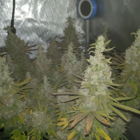 King tut 1 an 2 growlog timeline photo