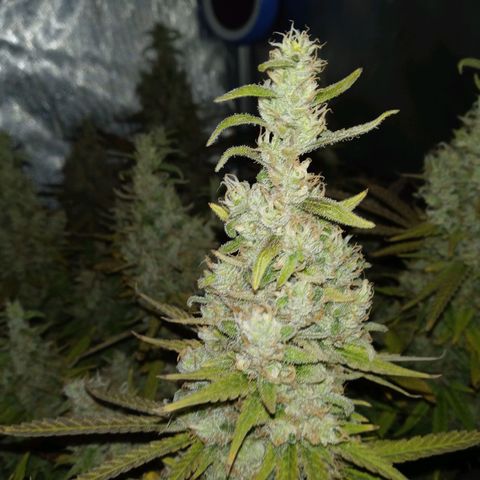 King tut 1 an 2 growlog timeline photo