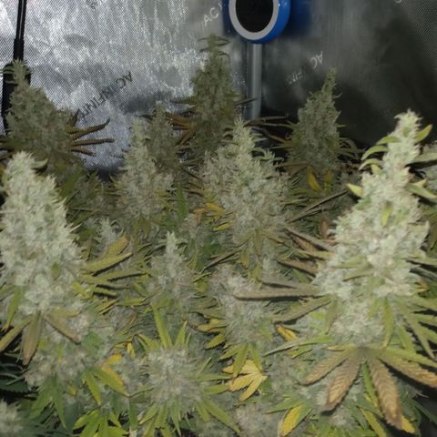 King tut 1 an 2 growlog timeline photo