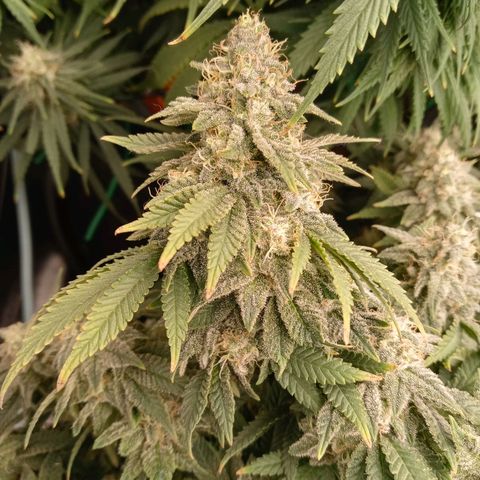 White O.G. growlog timeline photo