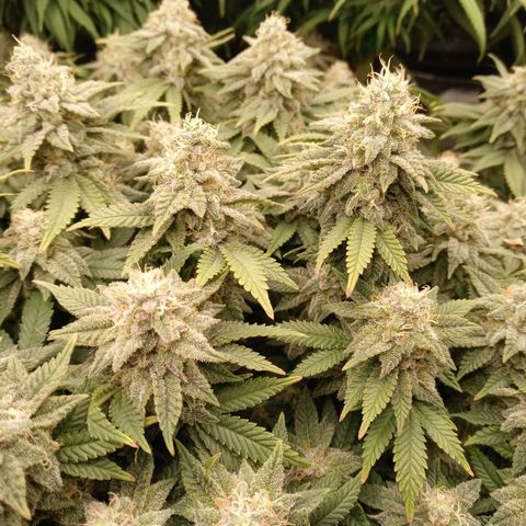 White O.G. growlog timeline photo