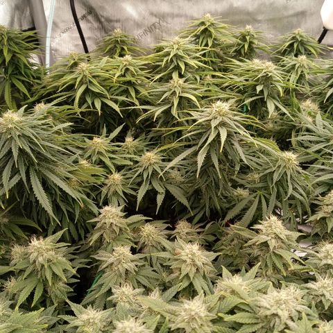White widow. Fr. seedsman growlog timeline photo