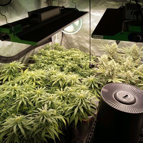 White widow. Fr. seedsman growlog timeline photo