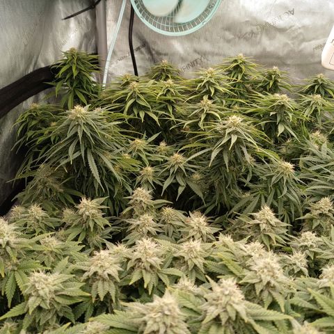 White widow. Fr. seedsman growlog timeline photo