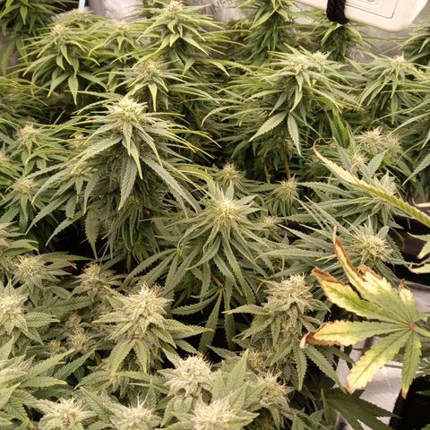White widow. Fr. seedsman growlog timeline photo