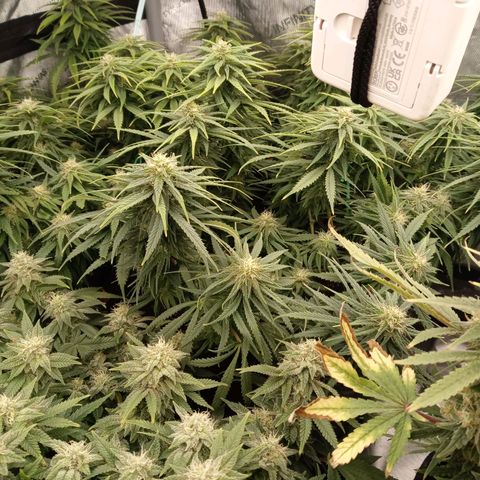 White widow. Fr. seedsman growlog timeline photo