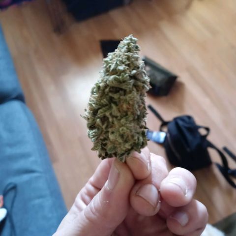 White O.G. growlog timeline photo
