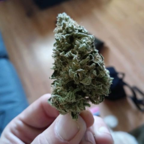 White O.G. growlog timeline photo