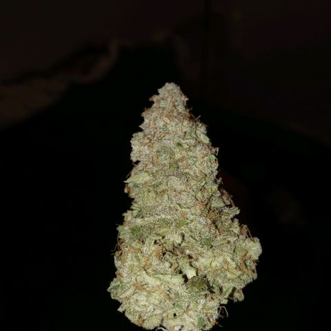 White O.G. growlog timeline photo