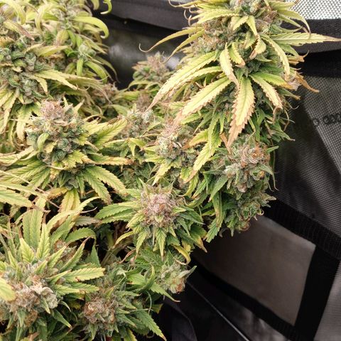 White widow. Fr. seedsman growlog timeline photo