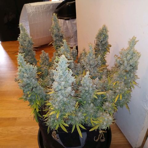 White widow. Fr. seedsman growlog timeline photo