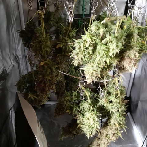 White widow. Fr. seedsman growlog timeline photo