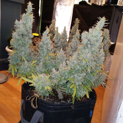White widow. Fr. seedsman growlog timeline photo