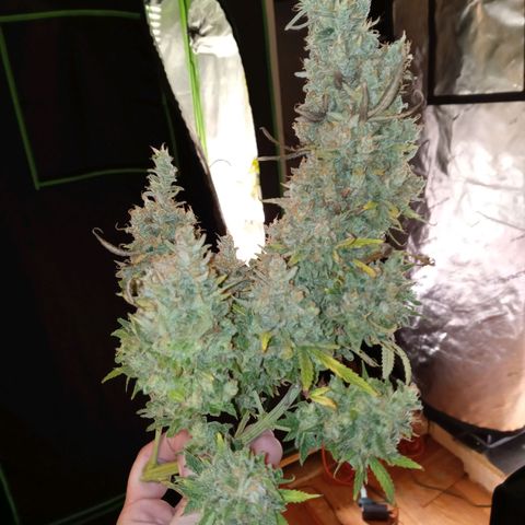 White widow. Fr. seedsman growlog timeline photo
