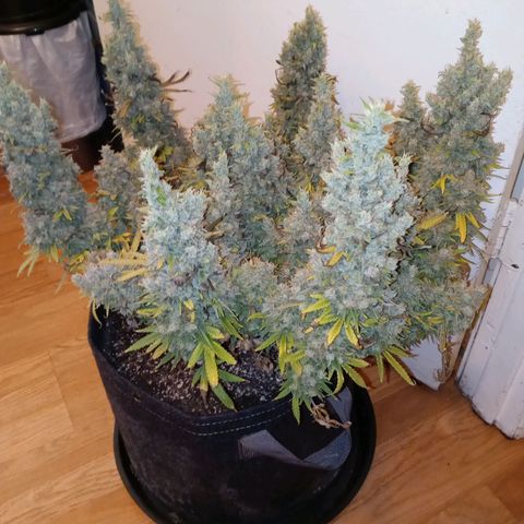 White widow. Fr. seedsman growlog timeline photo
