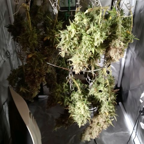 White widow. Fr. seedsman growlog timeline photo