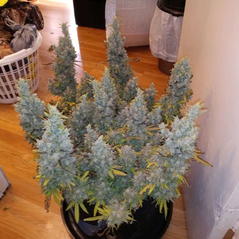 White widow. Fr. seedsman growlog timeline photo