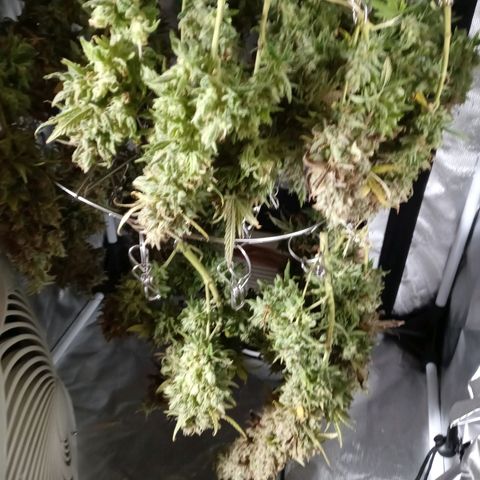 White widow. Fr. seedsman growlog timeline photo