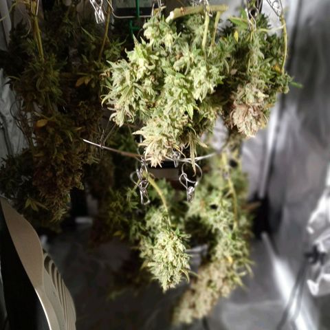 White widow. Fr. seedsman growlog timeline photo