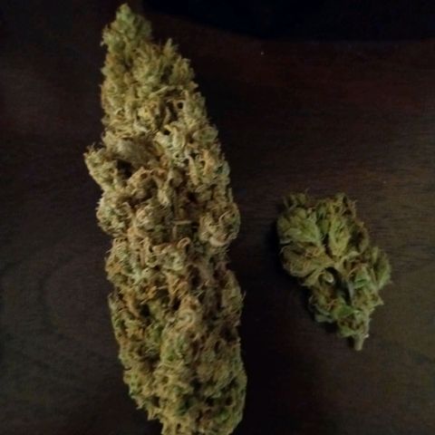King tut 1 an 2 growlog photo: Curing king tutt beautiful with potent smells an great high
