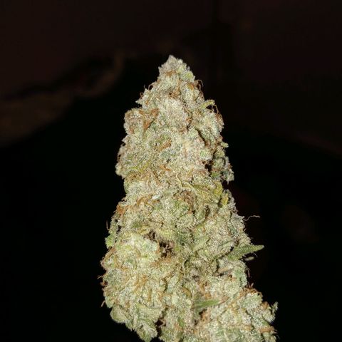 White O.G. growlog photo: Curing