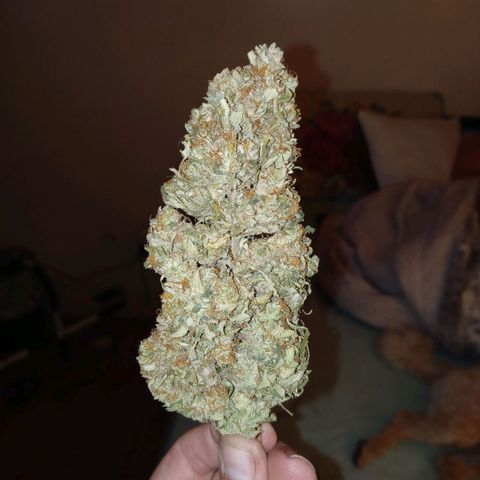 White widow. Fr. seedsman growlog photo: Curing
