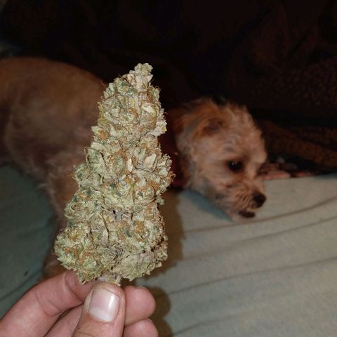 White widow. Fr. seedsman growlog photo: Curing