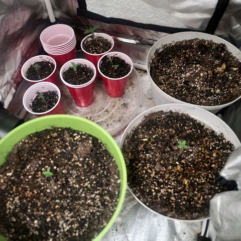 Randoms  growlog photo: Looking good 